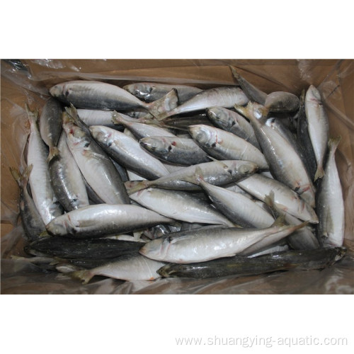Landfrozen Horse Mackerel Trachurus Japonicus 16-20cm